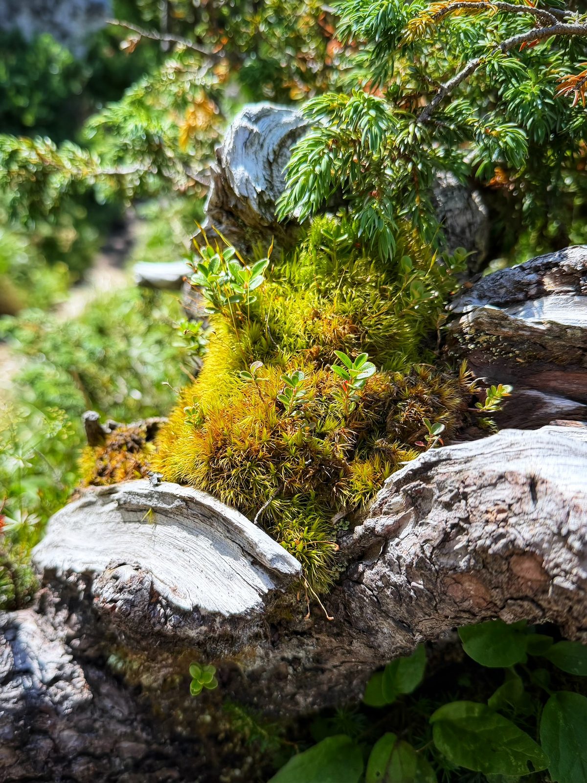 Eine Mikrowelt
