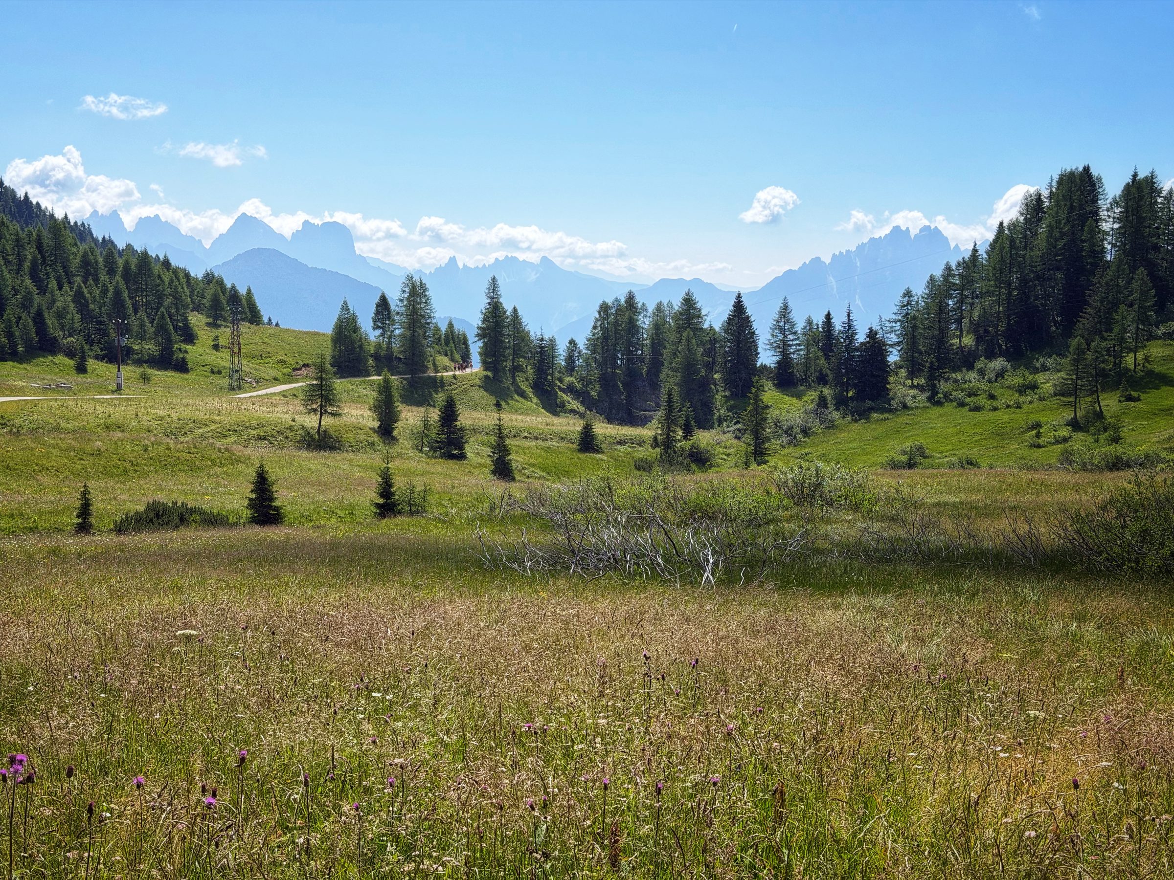 Wunderschöne Almwiese
