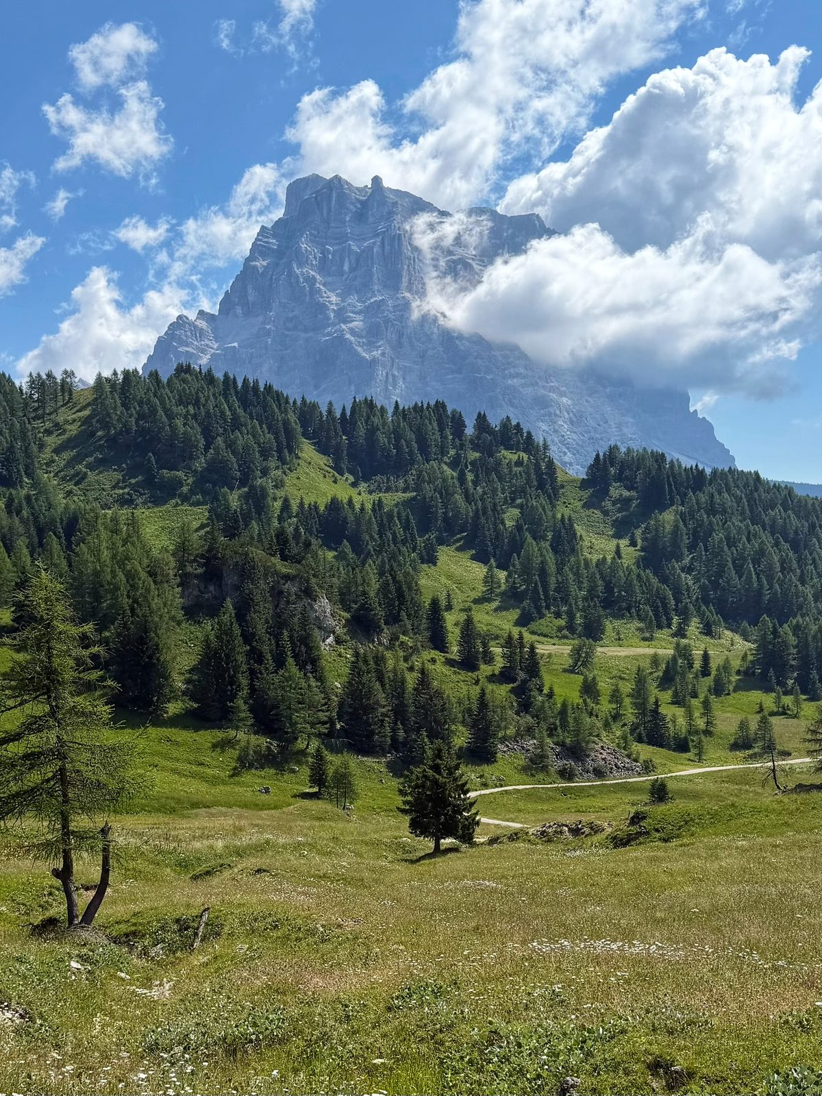 Der Nachbar