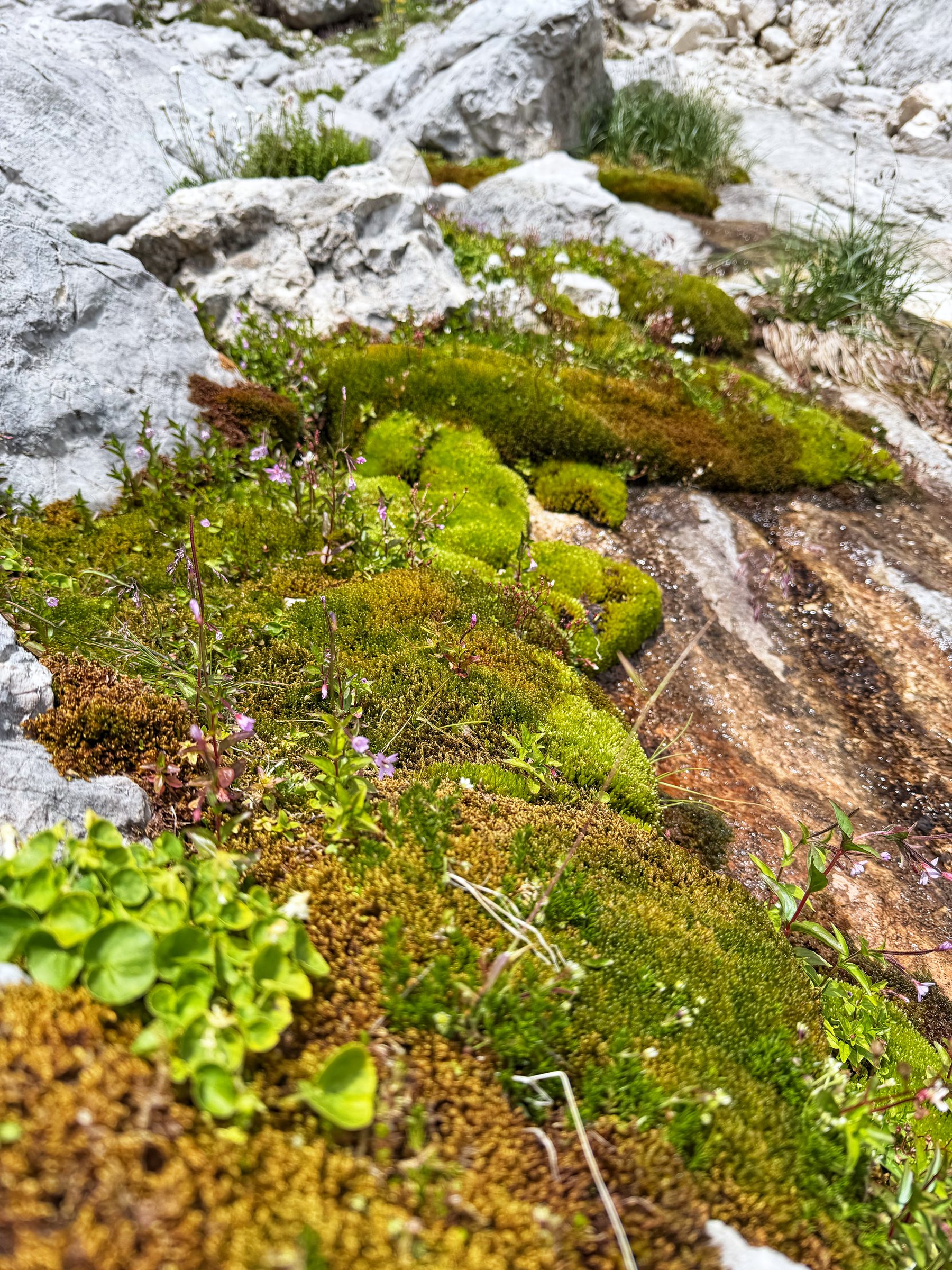 Wo das Wasser rinnt