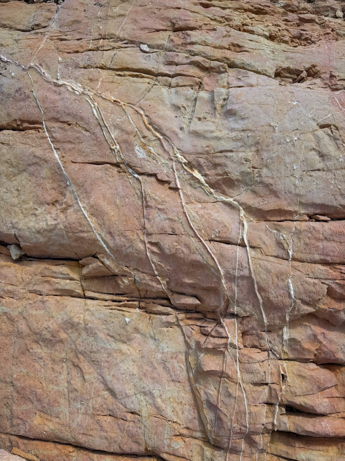 Detail: feine Adern